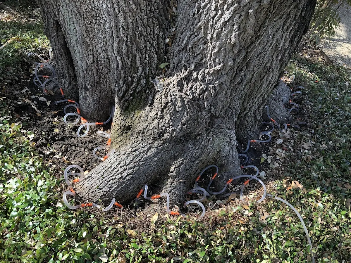 Detailed Tree Cabling and Bracing job site in Prole